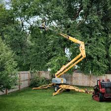 How Our Tree Care Process Works  in  San Juan Bautista, CA